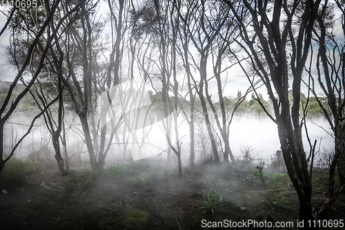 Image of Misty lake and forest in Rotorua, New Zealand