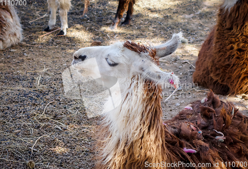 Image of Lamas in a farm