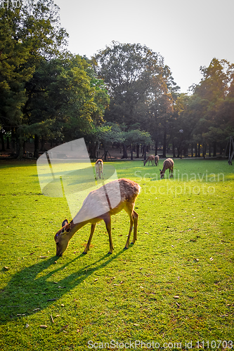 Image of Sika deers in Nara Park, Japan