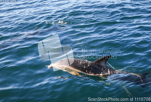 Image of dolphin in Kaikoura bay, New Zealand
