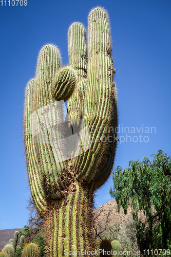 Image of giant cactus in the desert, Argentina