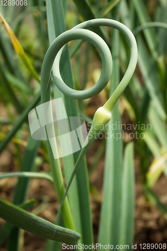 Image of Curved arrows garlic