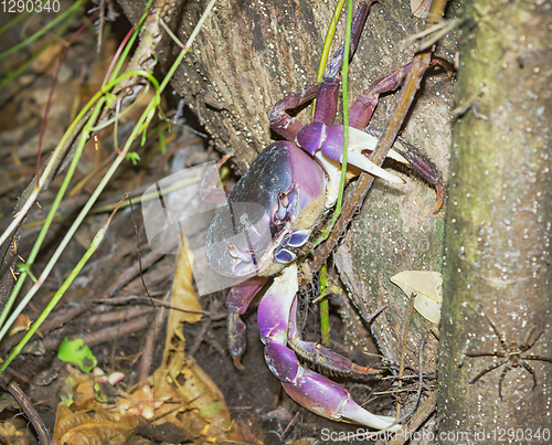 Image of Large land crab in the jungle. Night Scene