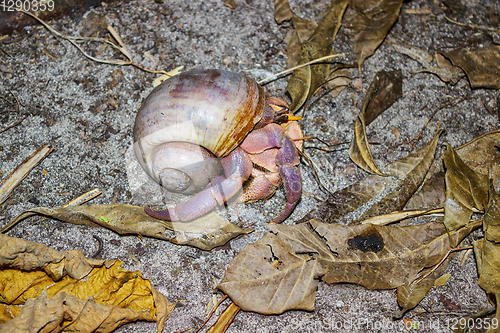 Image of Hermit crab in the jungle. Night Scene