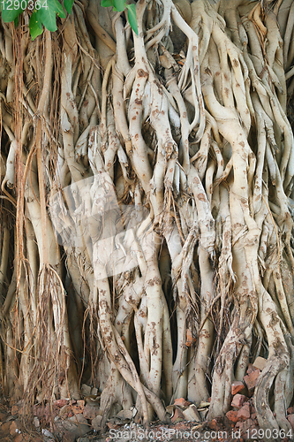 Image of Roots of ficus giant, it found South-East Asia