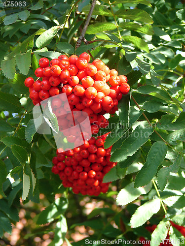 Image of Rowan cluster