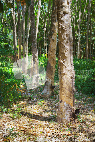 Image of Rubber tree natural latex extraction. Hevea plants in Thailand