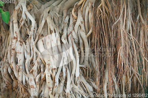 Image of Roots of ficus giant, found South-East Asia