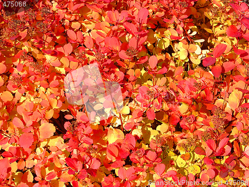 Image of Red leaves background