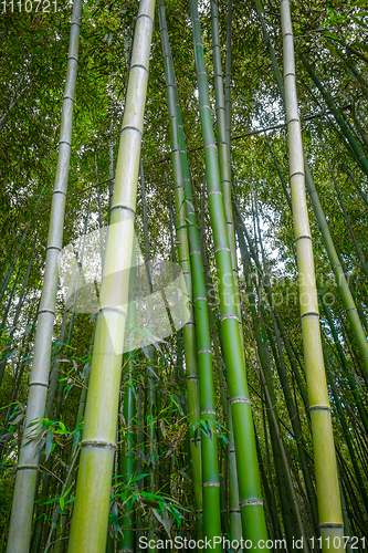 Image of Arashiyama bamboo forest, Kyoto, Japan