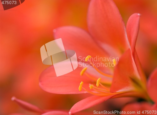 Image of red orange