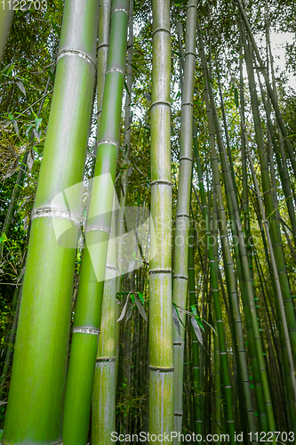 Image of Arashiyama bamboo forest, Kyoto, Japan