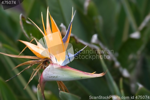 Image of bird of paradise flower