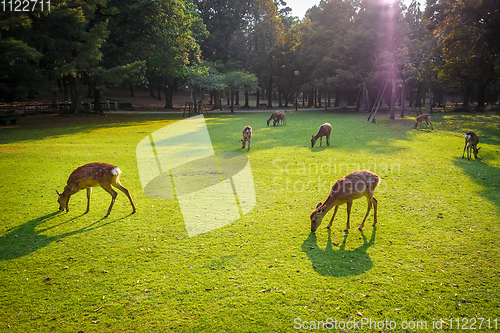 Image of Sika deers in Nara Park, Japan