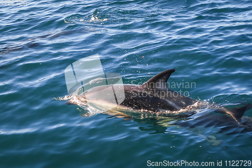 Image of dolphin in Kaikoura bay, New Zealand