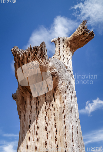 Image of Dry giant cactus in the desert, Argentina