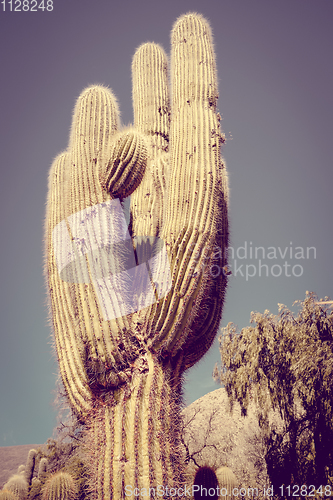 Image of giant cactus in the desert, Argentina