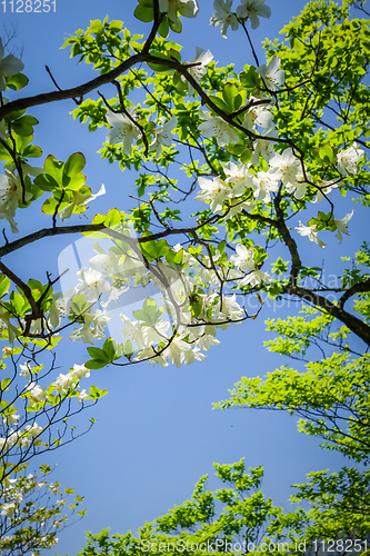 Image of cherry blossoms in japan