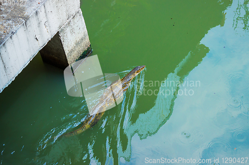 Image of Lizard swimming in the canal in Bangkok