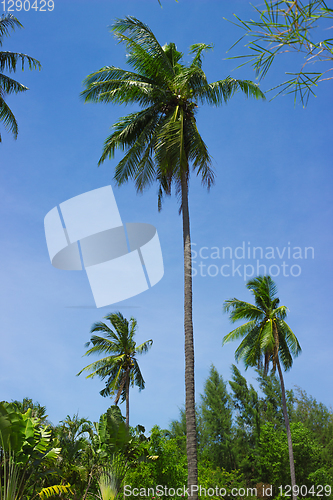Image of Three palm trees on sky background