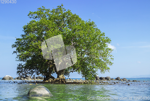 Image of Mangrove in area of low tide and high tide