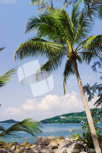 Image of Palm tree on a rocky shore. Thailand
