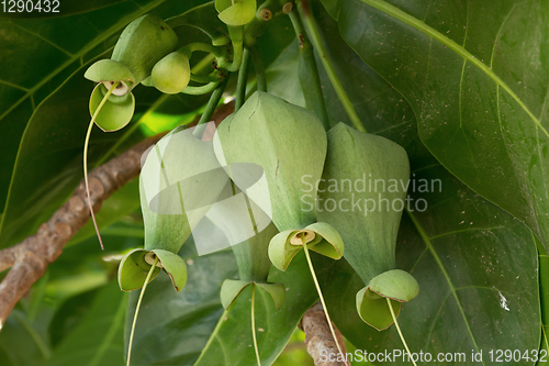 Image of Fruits Barringtonia (L.Barringtonia asiatica)