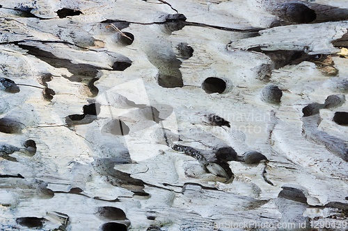 Image of Texture of wood, corroded pests