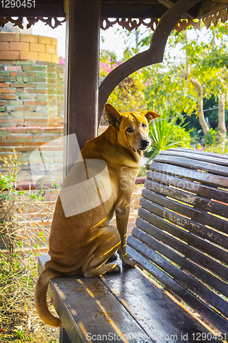 Image of Homeless dog with sad eyes 