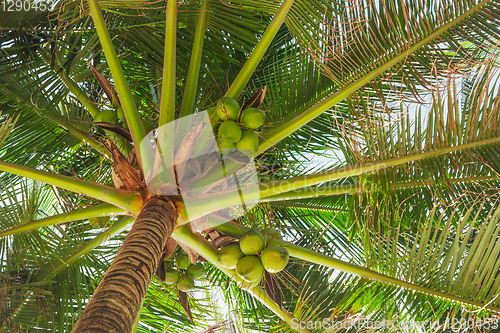 Image of Coconuts under large leaves of palm trees