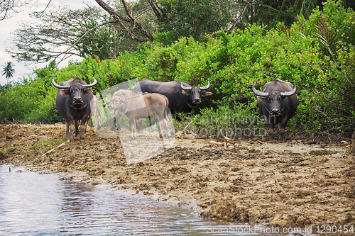 Image of Buffaloes and their calves on bank of river. Southeast Asia