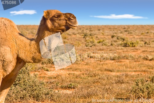 Image of camel looking over desert