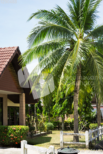 Image of Coconut palms in the Thai village