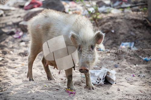 Image of Pig on contaminated beaches. Southeast Asia