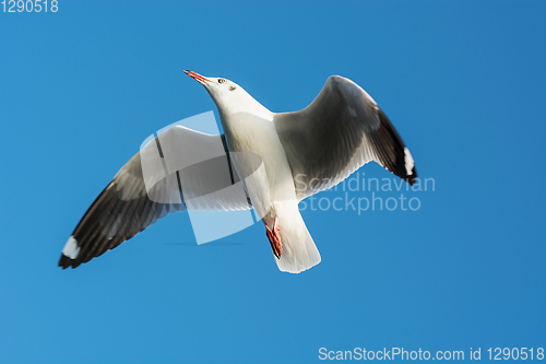Image of Graceful seagull soars up against blue sky