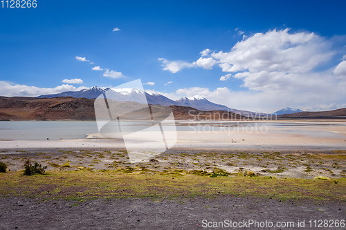 Image of Laguna Honda in sud Lipez Altiplano reserva, Bolivia