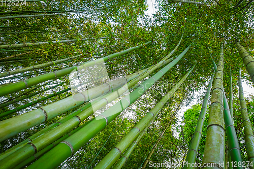 Image of Arashiyama bamboo forest, Kyoto, Japan