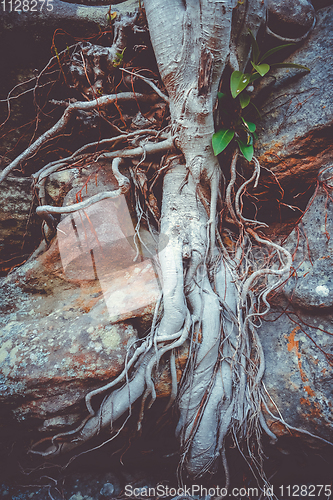 Image of Roots on a rock close-up