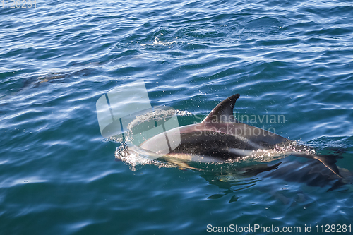 Image of dolphin in Kaikoura bay, New Zealand
