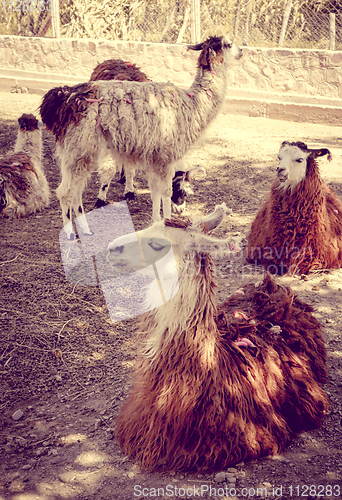 Image of Lamas in a farm