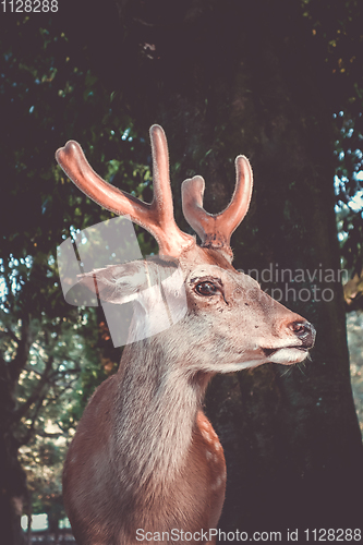 Image of Sika deer in Nara Park forest, Japan