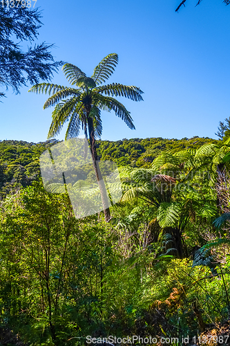 Image of Track in Abel Tasman National Park, New Zealand