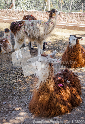 Image of Lamas in a farm