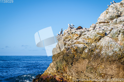 Image of Sea lions on a rock in Kaikoura Bay