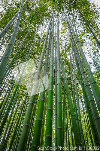 Image of Arashiyama bamboo forest, Kyoto, Japan