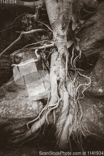 Image of Roots on a rock close-up