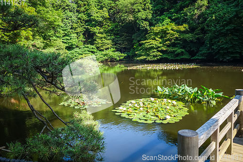 Image of Yoyogi park pond, Tokyo, Japan