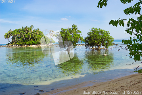 Image of Tree mangrove in area of low tide. Thailand