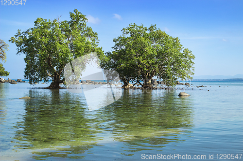 Image of Two mangrove trees in low tide zone. Thailand