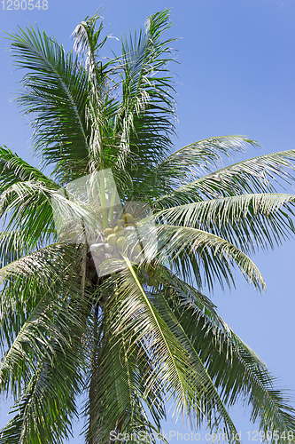 Image of Coconut tree against the sky